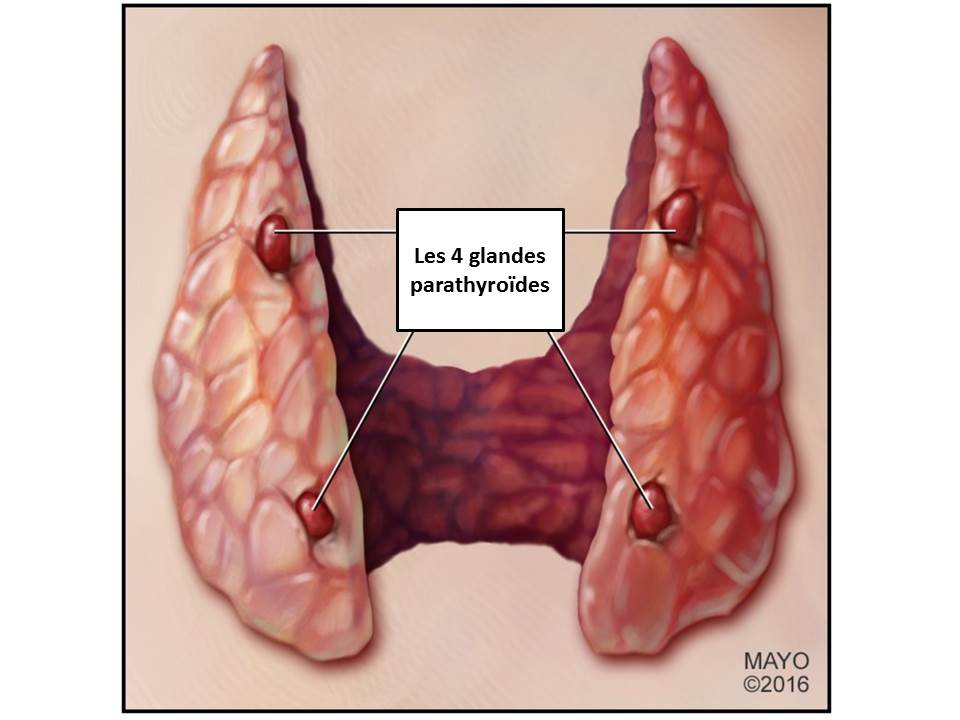 les pathologies de la thyroide et des glandes parathyroides endocrinologie diabetologie et medecine de la reproduction