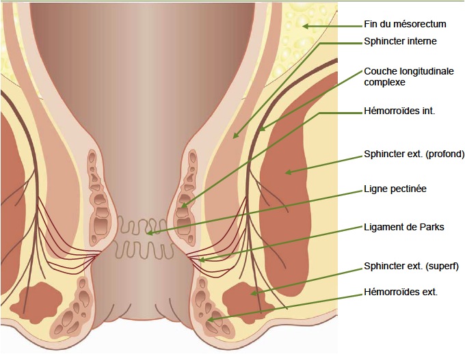 Résultat de recherche d'images pour "anatomie de l'anus"
