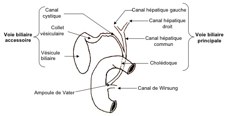 anatomie VBi