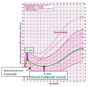 rebond adiposité