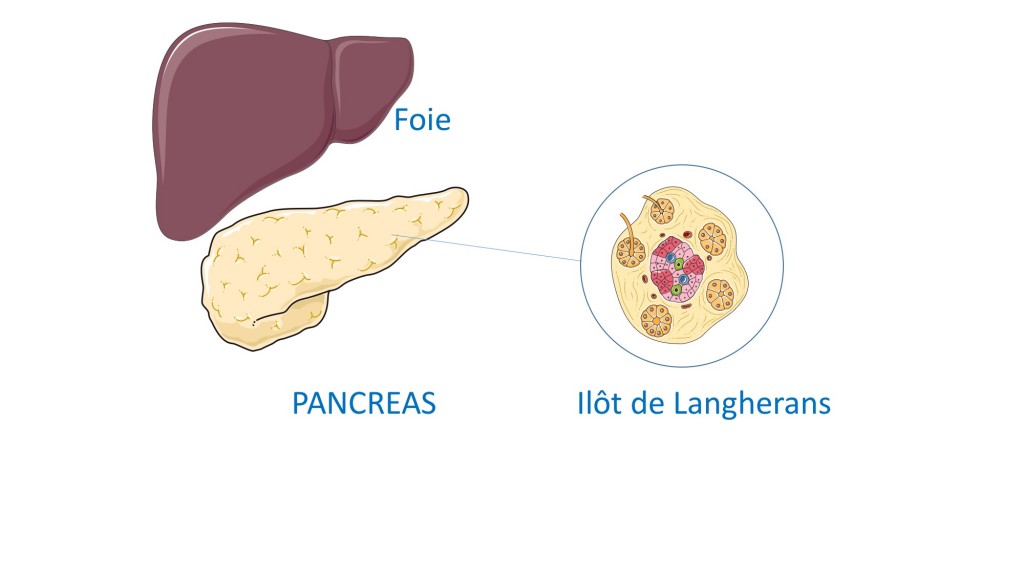 Diapositive3-pancreas