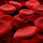 globules rouges